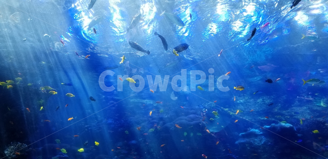 수족관,아쿠아리움,aquarium,물고기,수중생물,animal,america,blue,파랑,미국,light,빛,fish,동물