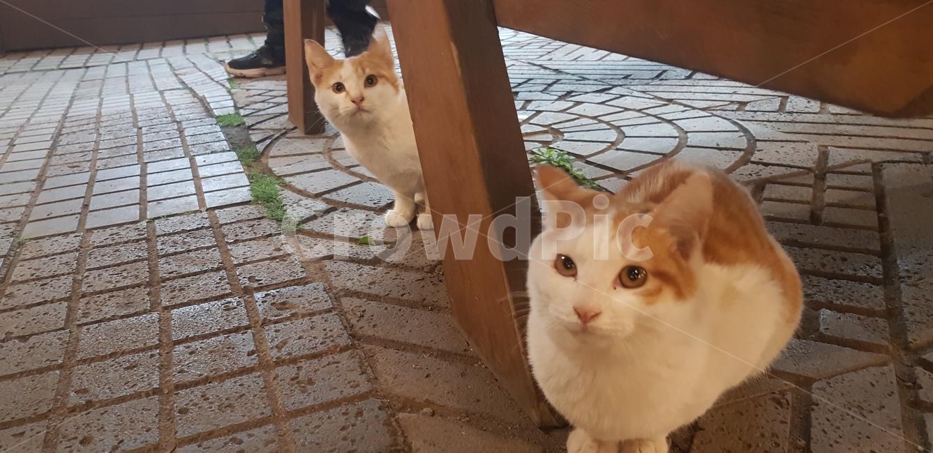 animal,동물,cat,고양이,mammal