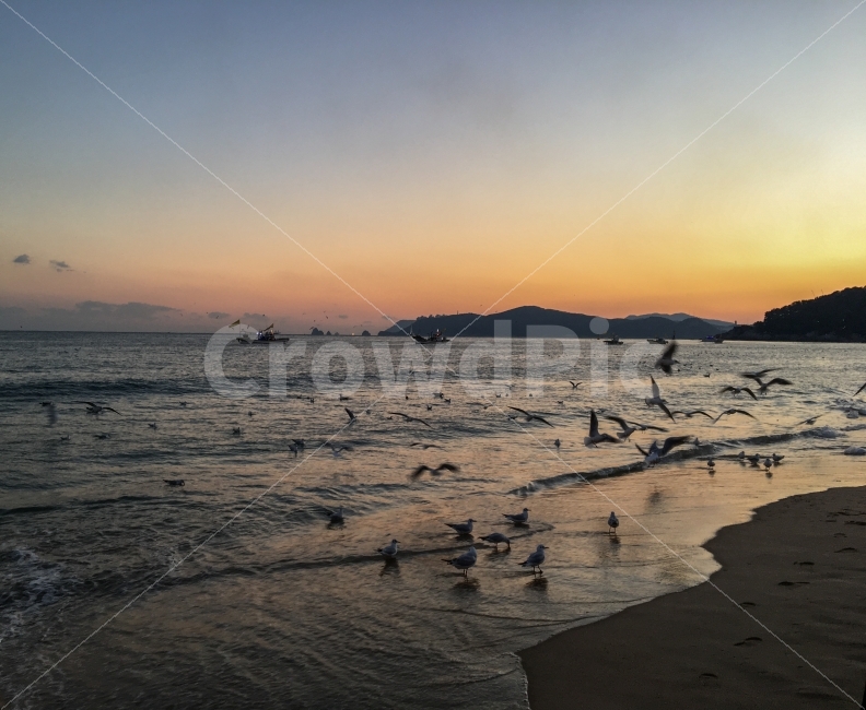 해운대,바다,갈매기,노을,여행,동물,animal,자연,풍경,nature,landscape,해변,바다,beach,sea,조류,새,birds,outdoors,옥외