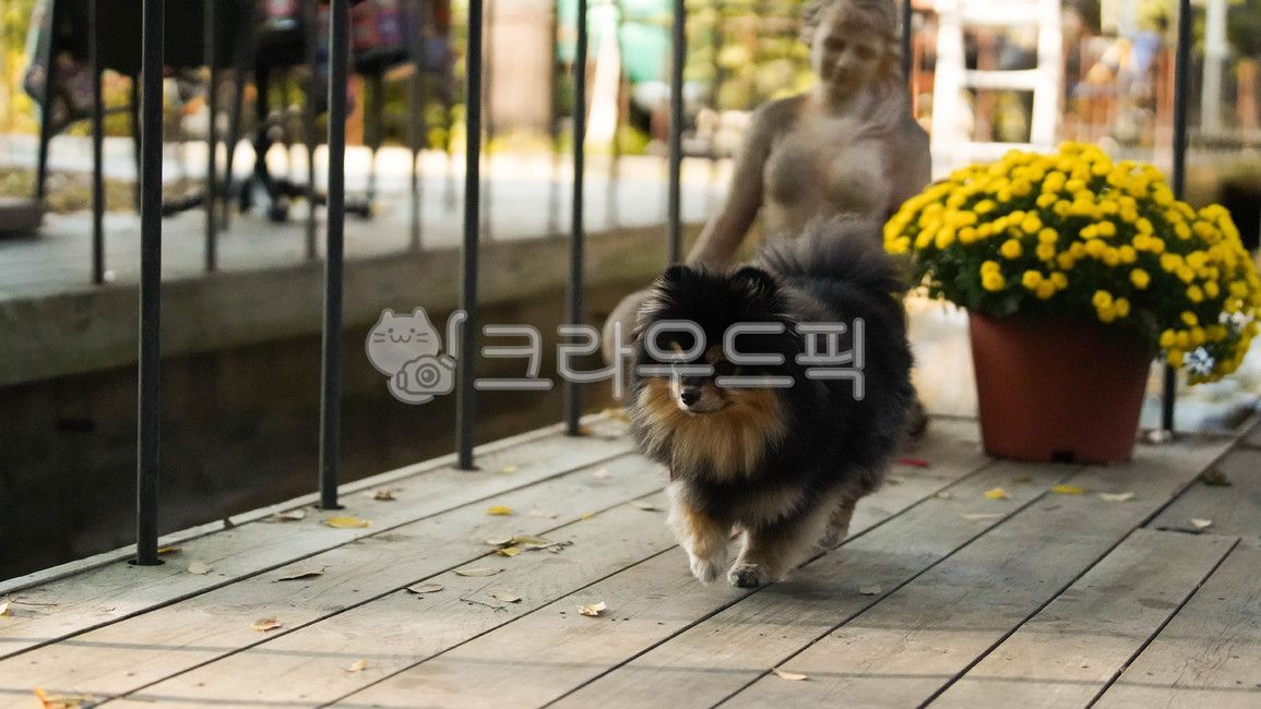 doll,Pomeranian,black tan,black puppy,puppy,walking,legs,garden,teddy bear,autumn,sitting,running puppy