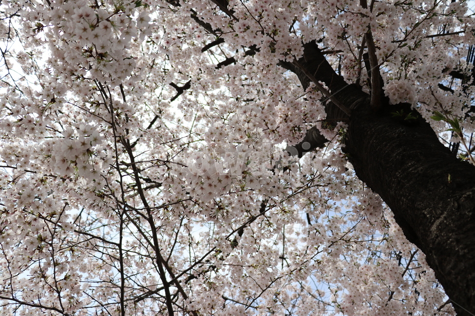 봄,자연,식물,꽃,벚꽃,봄,계절,spring,season,식물,자연,plants,nature,꽃,flower,나무,trees,wood,plant,cherry blossom,blossom
