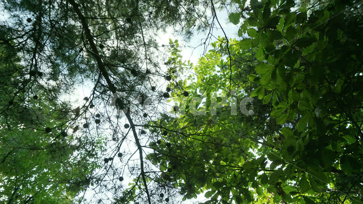 배경화면,자연,힐링,숲,나뭇가지,휴양지,나무,식물,plant,tree