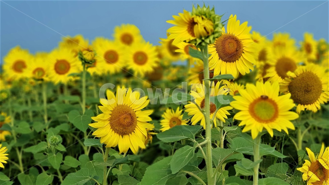 해바라기,꽃,식물,자연,아름다움,태양,sun,가을,여름,계절,plants,season,nature,summer,sunflower,여름,계절,summer,season,식물,자연,plants,nature,꽃,flower,plant,blossom