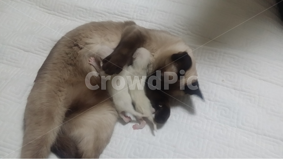 샴고양이,모유,모성애,siamesecat,갓태어난고양이,breastfeeding,동물,animal,포유류,mammal,고양이,cat,kitten,kitty
