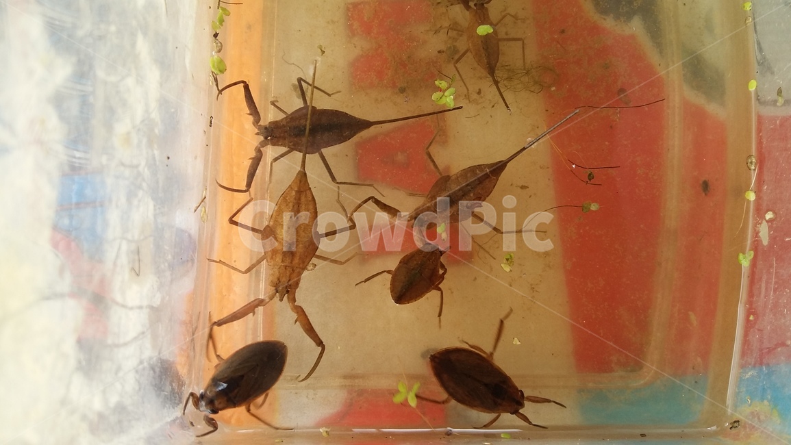 장구애비,논생물,논생태,수서곤충,습지곤충,동물,animal,곤충,벌레,insect,bug