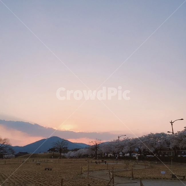 노을,벚꽃,봄,저녁분위기,저녁,봄분위기,저녁노을,자연,풍경,nature,landscape,outdoors,옥외
