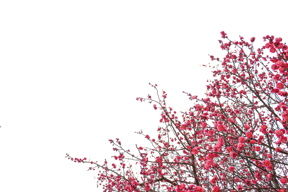 홍매화,벚꽃,식물,꽃,봄,식물,자연,plants,nature,꽃,flower