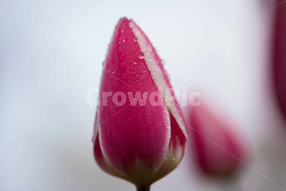 튤립,꽃,봄,봄꽃,식물,야외,실외,도심공원,봄,계절,spring,season,식물,자연,plants,nature,꽃,flower,plant,blossom