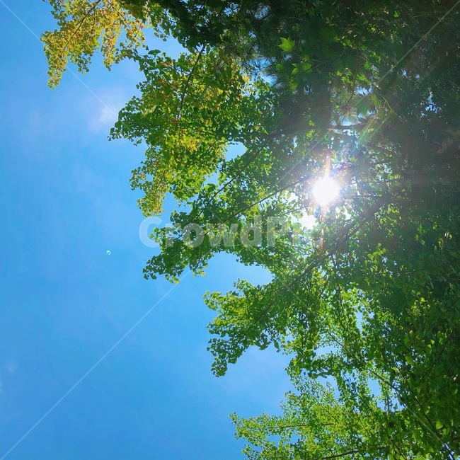 나무,햇살,하늘,햇빛,나뭇잎,자연,풍경,nature,landscape,식물,plants,sunlight,tree,plant