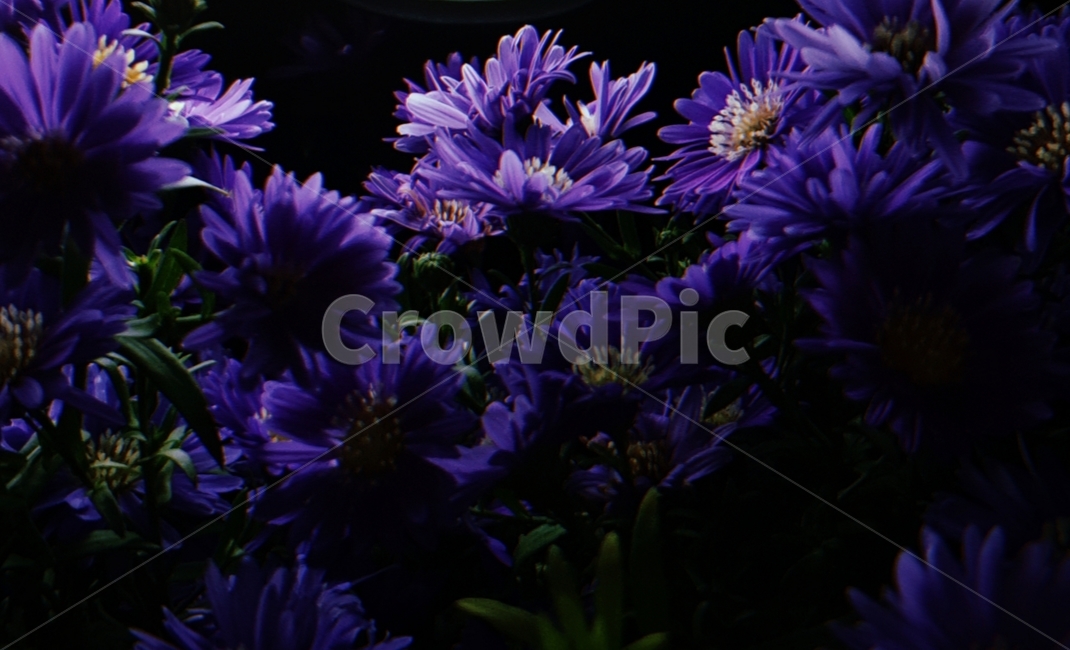식물,아스타,보라색,꽃,빛,희망,plant,필름카메라,감성,추억,purple,flower,violet,밤,light,식물,자연,plants,nature