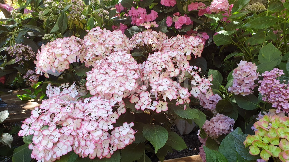 식물,꽃,plant,flower,blossom,자연,nature,제라늄,geranlum,식물,자연,plants,nature,꽃,flower