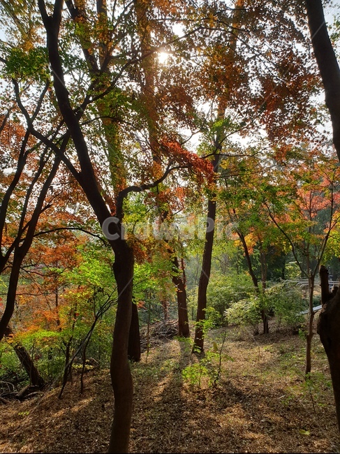 단풍나무,나무,단풍,오솔길,자연,plant,식물,나무줄기,햇빛,나뭇잎,빛줄기,나무줄기