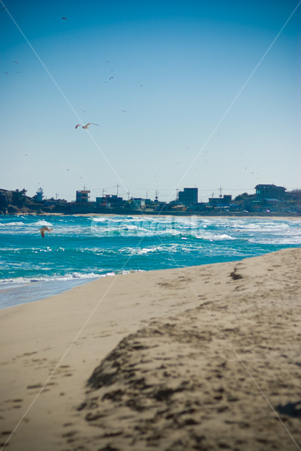 바다,겨울바다,갈매기,깨끗함,푸르른,bird,새,animal,동물,해변,백사장,해변,바다,beach,sea