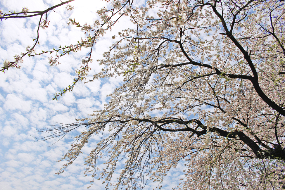 plant,식물,blossom,cherryblossom,벚꽃,꽃,봄꽃,벚나무,봄,spring,tree,flower,봄,계절,spring,season,식물,자연,plants,nature,꽃,flower,cherry blossom