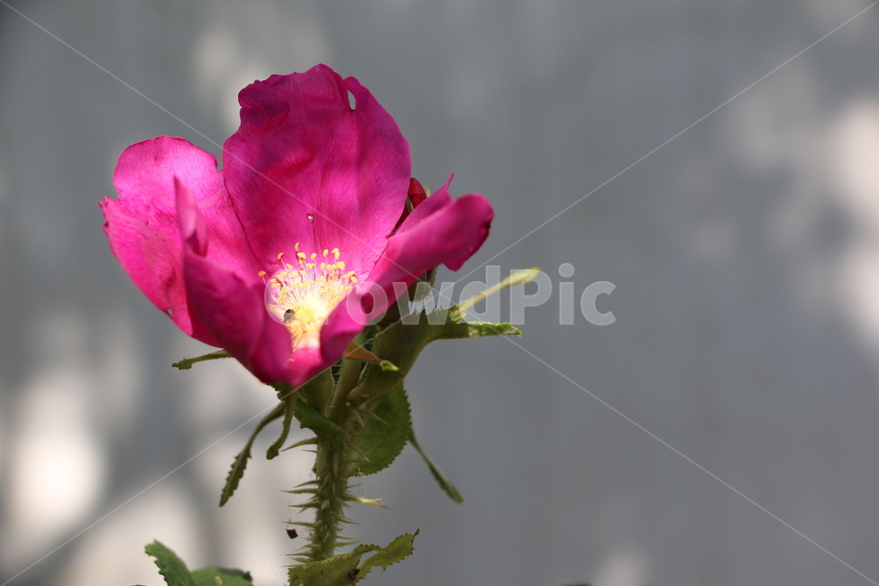 꽃,제라늄,야생화,산,자연,flower,plant,식물,blossom,rose,geranium,줄기,식물,자연,plants,nature,꽃,flower