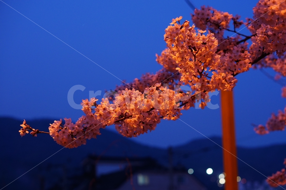 벚꽃,봄,꽃놀이,야경,풍경,봄,계절,spring,season,야경,밤,풍경,nightscape,night,landscape,식물,자연,plants,nature,꽃,flower,plant
