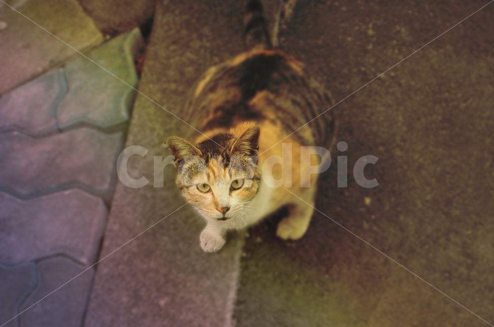 일상,스냅,고양이,캣,냐옹이,동물,야옹이,시크,동물,animal,고양이,cat,kitten,kitty,포유류,mammal