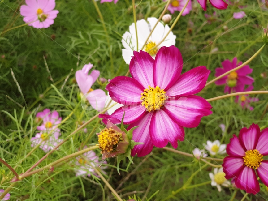 코스모스,노란색,빨간색,분홍색,cosmos,순정,가을,계절,fall,autumn,season,식물,자연,plants,nature,꽃,flower,plant