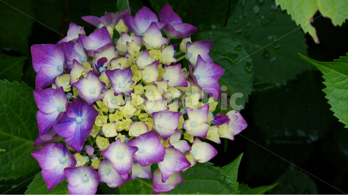 수국,꽃,꽃사진,식물,자연,식물,자연,plants,nature,꽃,flower