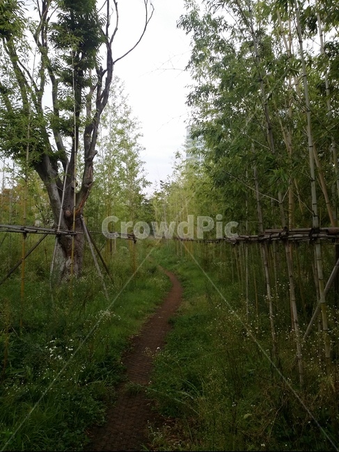 길,대나무길,대나무,굽은길,자연,nature,road,away,나무,자연,풍경,nature,landscape,path,통로