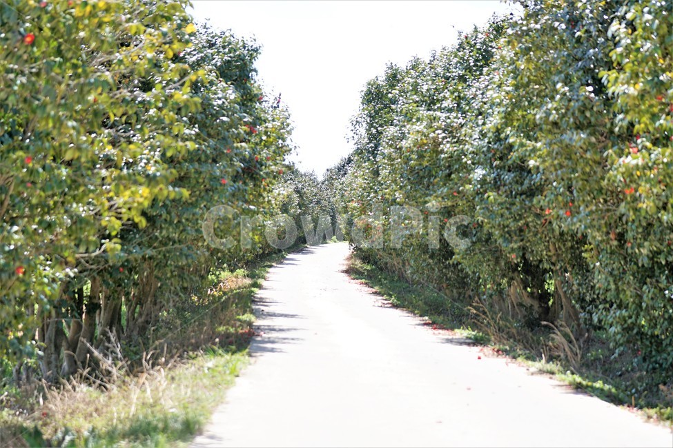 봄,동백나무,식물,자연,계절,길,하늘,파란색,초록색,나무들,spring,season,nature,sky,blue,green,trees,봄,계절,spring,season,자연,풍경,nature,landscape