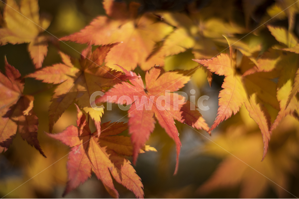leaf,잎,plant,식물,tree,나무,단풍,단풍잎