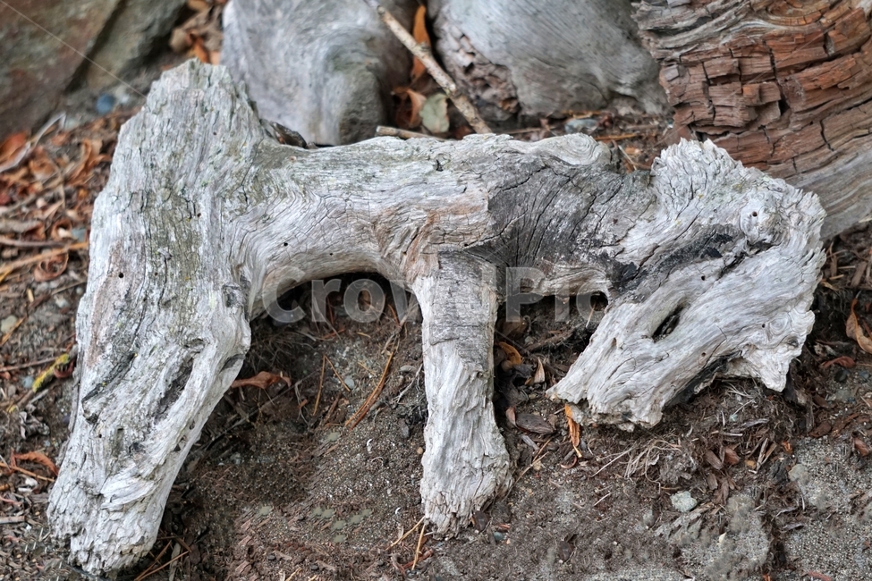 sleepingdog,animalshape,seashore,바닷가,잠자는개형상,dog,개