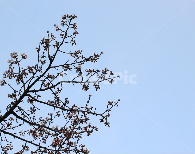 벚꽃,cherryblossom,봄,spring,벚나무,봄맞이,가지,꽃나무,cherryflower,cherrytree,twig,차가움,cold,실루엣,silhouette,하늘,sky