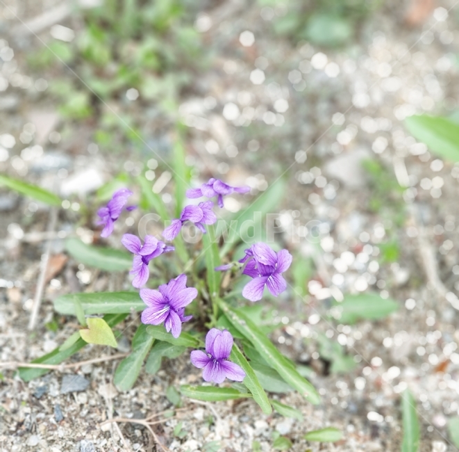 보라색,제비꽃,꽃,땅,자연,식물,자연,plants,nature,꽃,flower