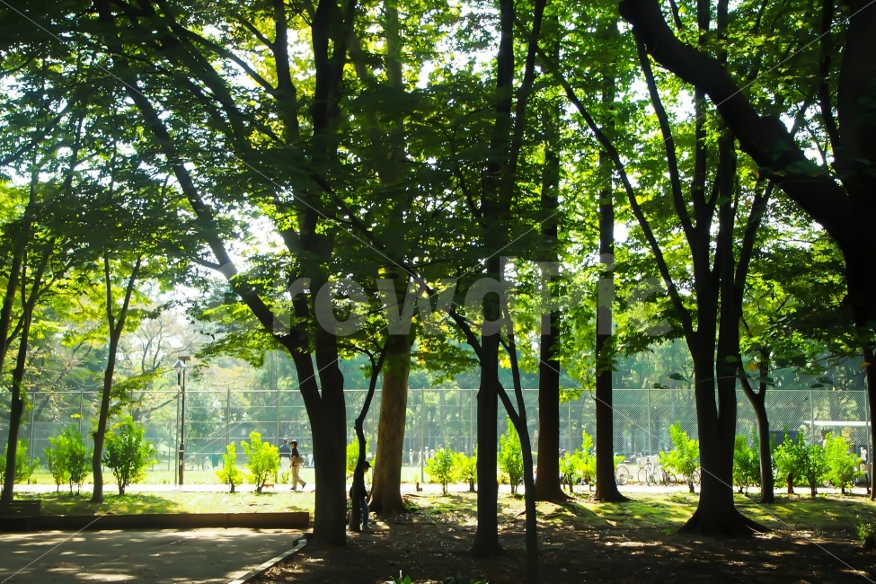 휴식,한낮,연휴,공원,일본,오전,아침,맑은날,5월,어린이날,자연풍경,자연,풍경,nature,landscape,휴식,힐링,rest,relaxation,healing,tree,나무,plant,식물,tree trunk,나무 줄기,forest,숲,vegetation,초목,outdoors,옥외,land,땅,woodland,삼림지