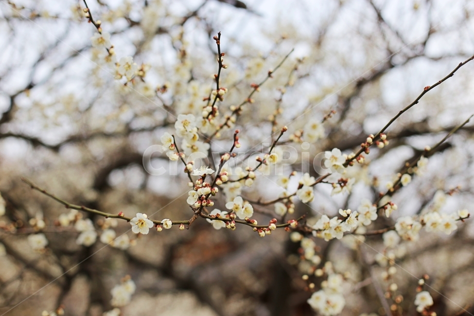 매화,매화꽃,하동,봄,매화축제,봄,계절,spring,season,식물,자연,plants,nature,꽃,flower,plant