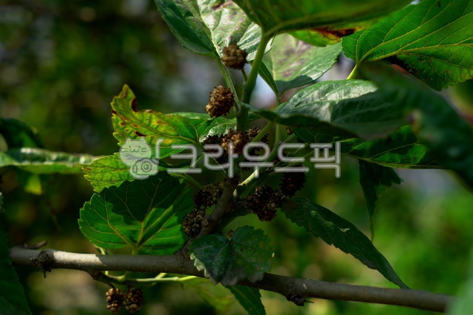 구찌뽕,guccipong,열매,fruit,leaf,잎,plant,식물