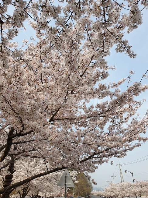 벚꽃,봄,3월,자연,나무,핑크,분홍,사랑,향기,꽃향기,꽃,flower,봄,계절,spring,season,식물,자연,plants,nature,꽃,flower,plant,blossom