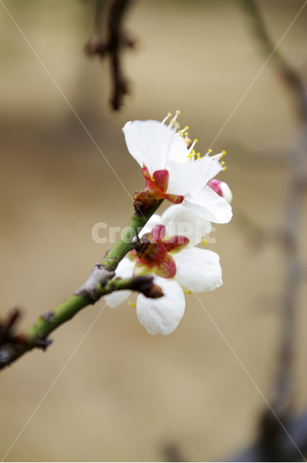 꽃,flower,매화,봄,spring,계절,식물,plant,식물,자연,plants,nature,꽃,flower