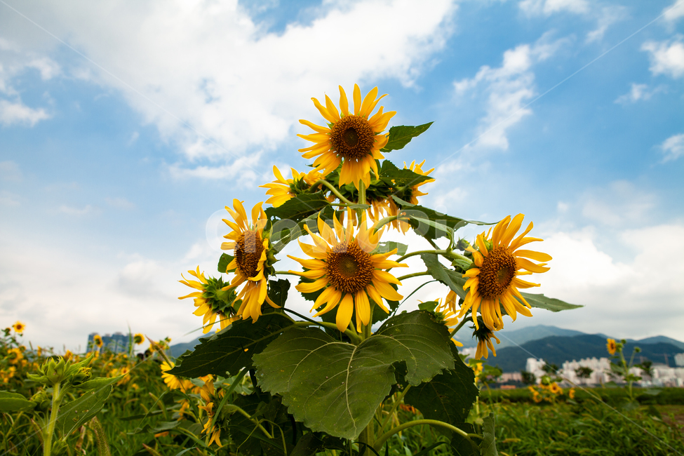 해바라기,축제,해바라기축제,가을,생태공원,sunflower,Flower,들,들판,노란,노란색,시골,농사,식물,자연,plants,nature,꽃,flower
