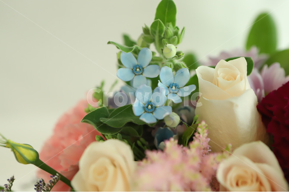plant,식물,flower,꽃,blossom,flowerarrangement,feeling,sensible,자연,색감,색깔,색채,시즌,nature,감성사진,따뜻한,힐링,감성,배경,계절,만개,봄,근접,블루옥시,꽃,flower