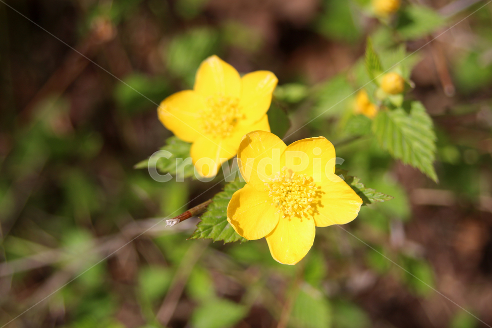 노란,야생화,봄,꽃,봄꽃,봄,계절,spring,season,식물,자연,plants,nature,꽃,flower,plant