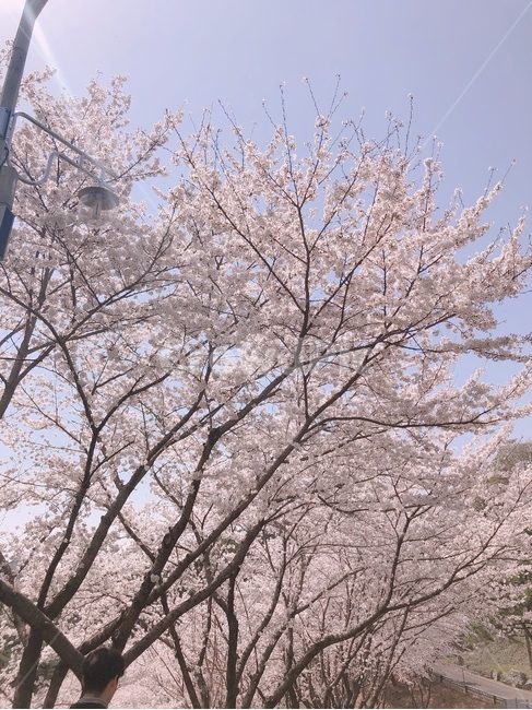 벚꽃,봄,분홍,핑크,cherryblossoms,따듯함,따뜻함,꽃,flower,식물,plant