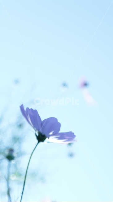 꽃,봄,감성,향기,하늘,자연,파랑,가을,계절,fall,autumn,season,식물,자연,plants,nature,꽃,flower,plant,daisies,데이지,blossom,daisy