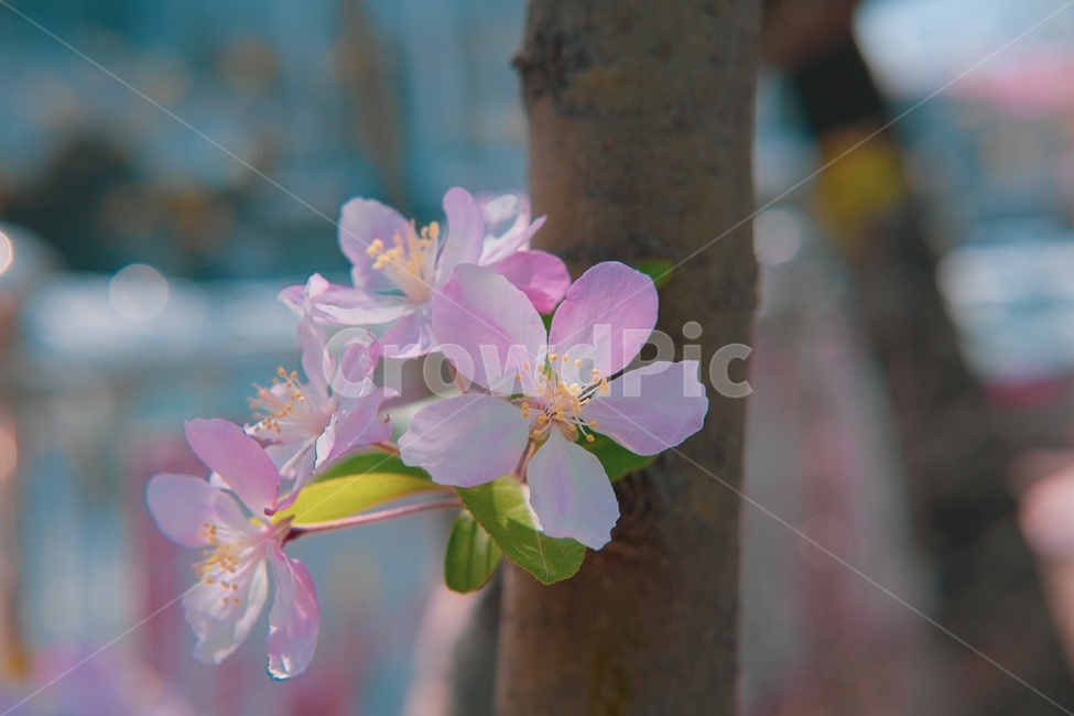 봄,감성,벚꽃나무,벚꽃,식물,plant,flower,꽃송이,pink,핑크,배경,만개