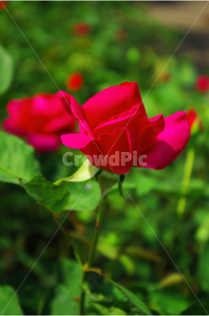 장미,꽃,식물,flower,자연,color,nature,식물,자연,plants,nature,꽃,flower