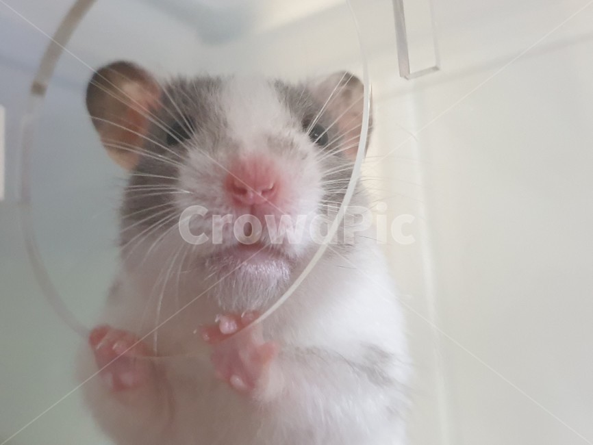 햄스터,골든햄스터,반려동물,동물,설치류,애완동물,hamster