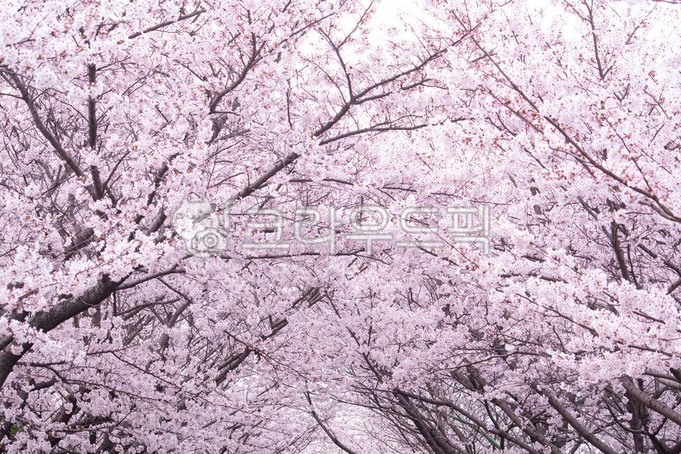 cherry,cherry tree,pink,cherryblossom,March,flowering,scenery,branch,spring,season,spring news,blossom,natural,nature,tree,full bloom,April,flower,cherry blossom tree,cherry blossom viewing,background,plant,garden,growth,cherry blossom,flower viewing,land