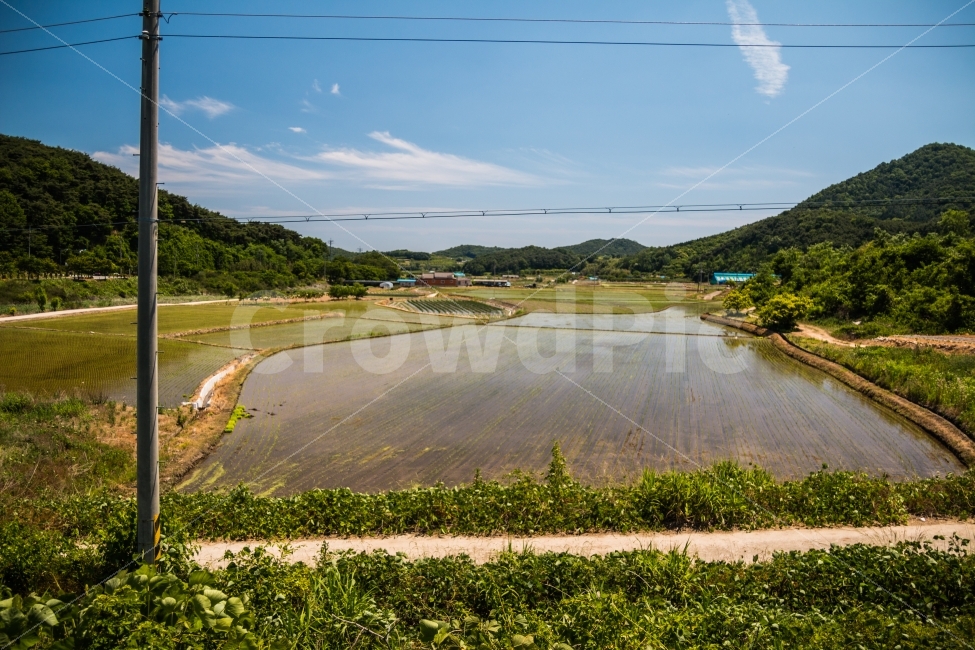 풍경,농촌,시골,논,모내기,여름,농촌의여름,하늘,시골길,자연,풍경,nature,landscape,시골,마을,country,rural,town,field,들,outdoors,옥외