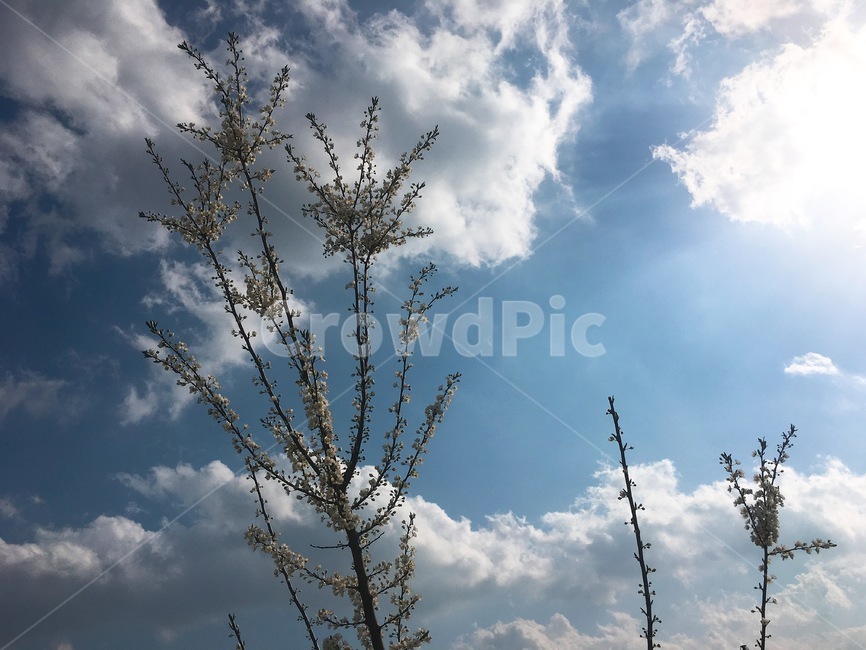 하늘,구름,나무,꽃,꽃나무,앵두꽃,햇살,계절,봄,sky,skyblue,flower,cherrytree,시골,country,flowerplant