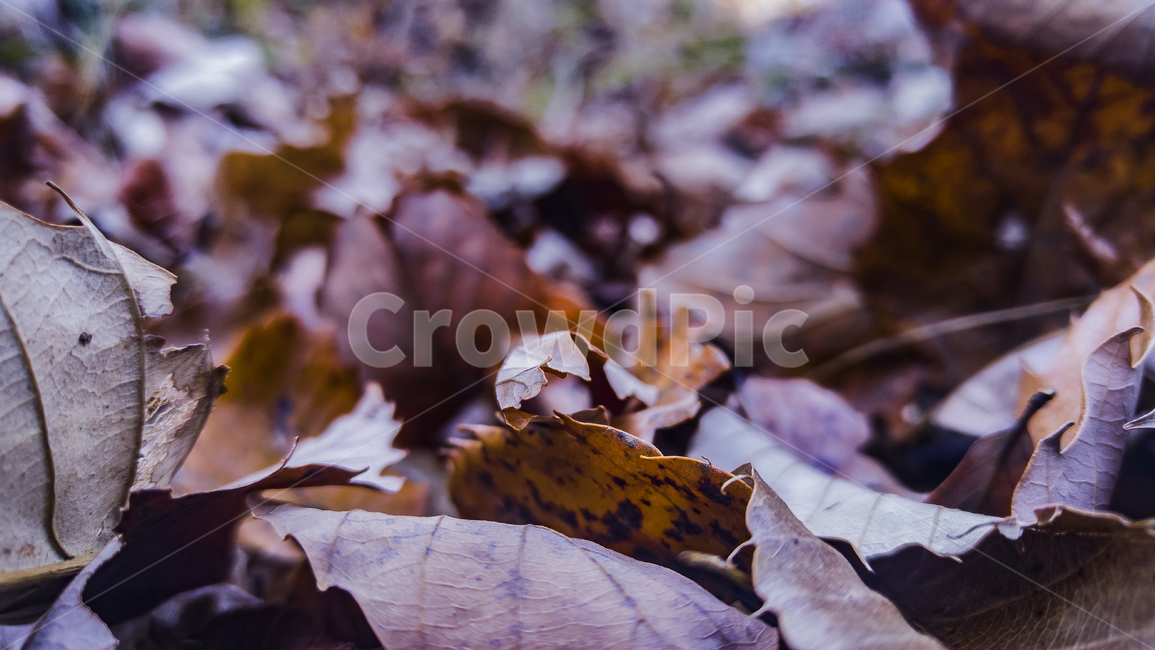 감성사진,낙엽,아련,그리움,외로움,잎,식물,plant,leaf