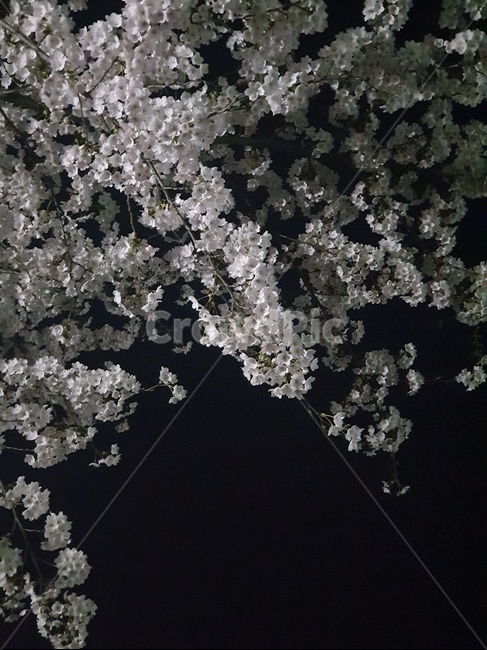 벚꽃,봄,밤,핑크,밤하늘,cherryblossom,flower,pink,봄,계절,spring,season,plant,식물,꽃,blossom,cherry blossom