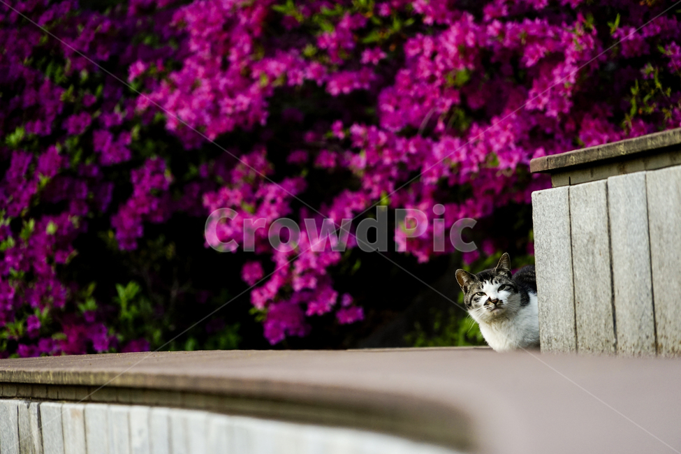 고양이,동물,포유류,길냥이,cat,animal,pet,동물,animal,포유류,mammal,고양이,cat,kitten,kitty