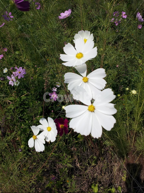 시골길,코스모스,길가코스모스,가을,가을시골길,식물,자연,plants,nature,꽃,flower