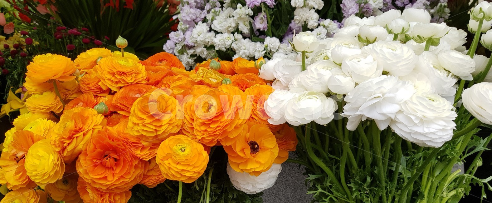 plant,식물,flower,꽃,꽃꽂이